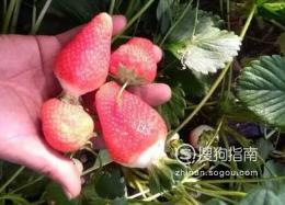 草莓籽怎么种植