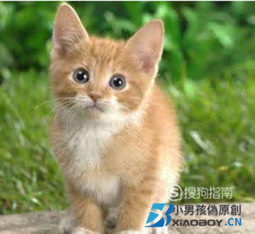 中华田园猫有哪些缺点？