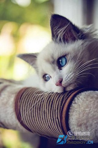 为什么猫猫喜欢跟人一起睡觉？原因是什么