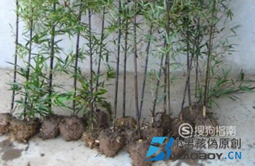 竹子怎么养？竹子旺盛养殖方法