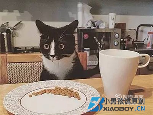 家里没猫粮 给猫吃什么，猫粮吃完了用什么应急