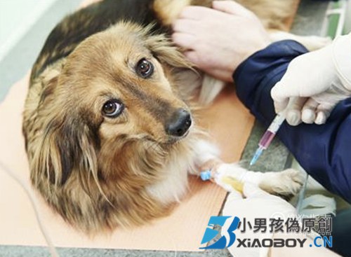 狗狗打完疫苗后的常见反应