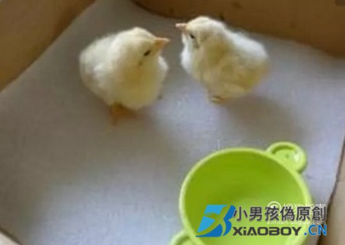 该怎样喂养刚出生的小鸡?