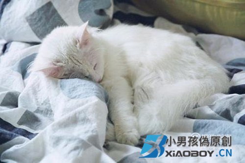 猫咪床上尿尿的原因和应对方法