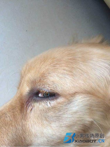 狗狗眼睛红肿怎么办？