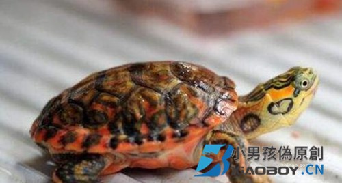 龟龟得了腐皮病如何治疗