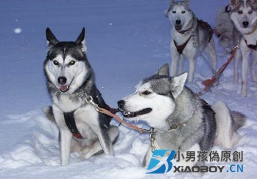 为什么萨摩耶犬, 阿拉斯加, 哈士奇是雪橇三傻”