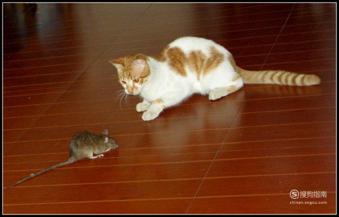 屋子里老鼠很多怎么办