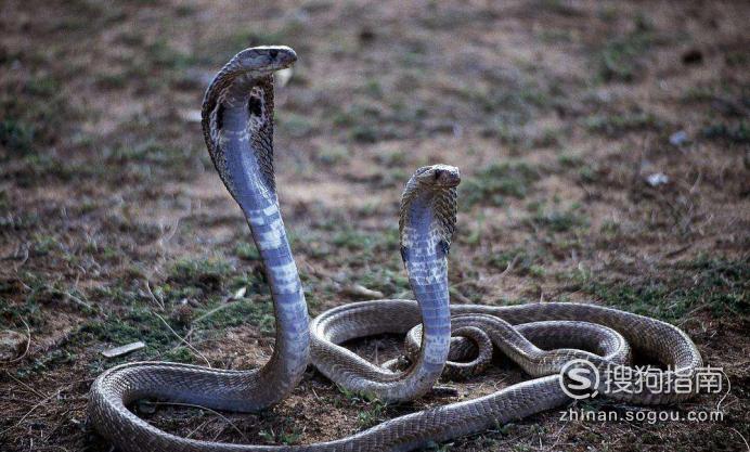 怎么分辨有毒蛇跟无毒蛇