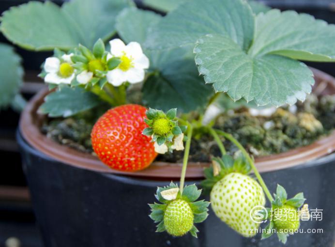 草莓籽怎么种植