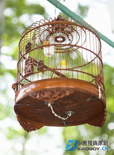 麻料鸟饲养和日常管理技巧