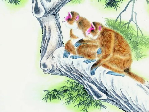 阴历哪个月母猴生得不好