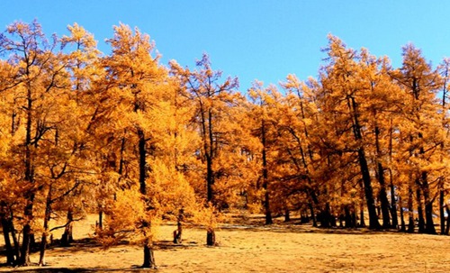 五行中的生木是什么