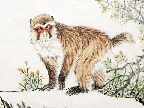 80年女猴命好不好 一生运势好不好