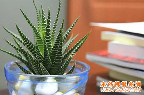 职场风水植物的挑选