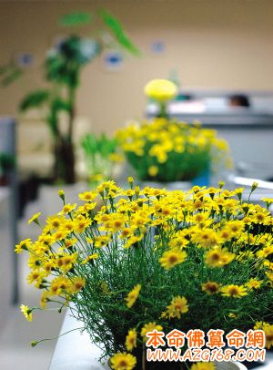 植物的五行显示风水