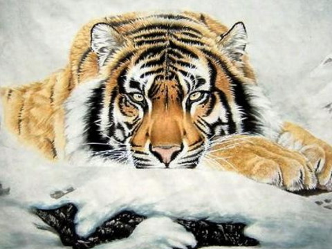 1998年，虎女的命运在1998年是美好的