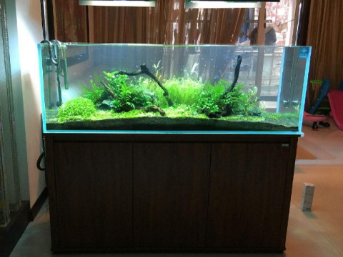 如何在风水中布置鱼缸敛财