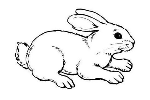 2019年最适合的生肖