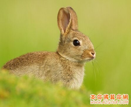 解析属兔的几月出生命好