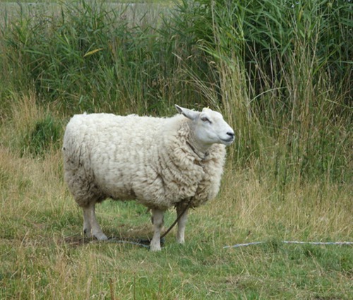 属羊出生日命运如何