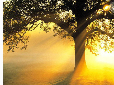 五行多树人的特征分析