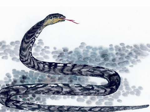 2021年，它属于蛇的高贵家族