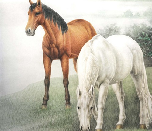 生肖马最佳情感伴侣