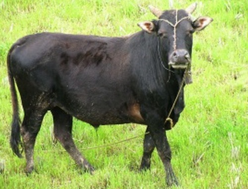 属牛的几月出生最好命阴历男孩女孩