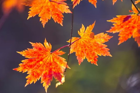 八字命理分析哪些人拥有横向财富