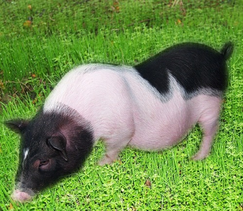 属猪几月出生好呢