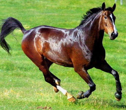 属马出生日命运如何