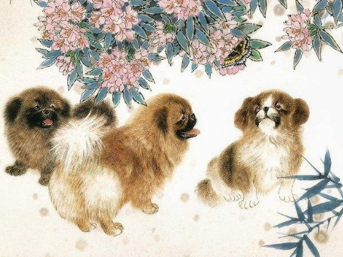 1994年和2021年狗狗的幸运色是什么