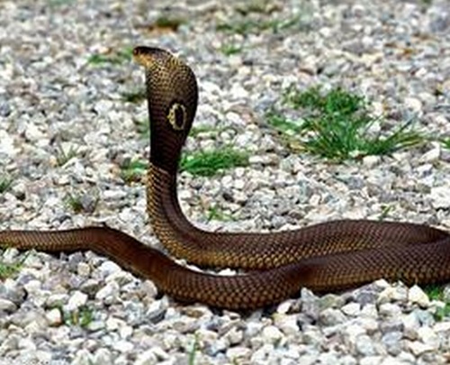 属蛇人出生月命运如何