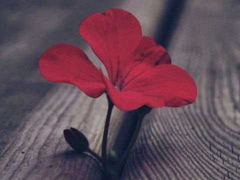 97属牛男和99属兔女配不配 婚姻幸福吗