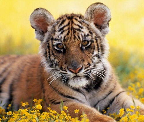 属虎人出生时的命运如何