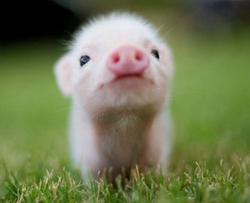 2014年马年猪的人运分析