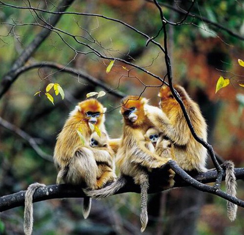 属猴的命运如何