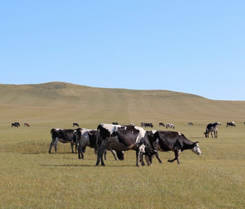 属牛人出生时的命运如何