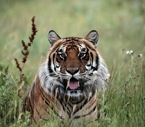 属虎人出生月命运如何