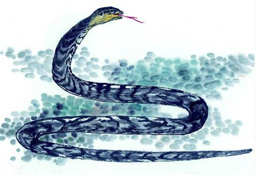 生肖蛇速度匹配阶段