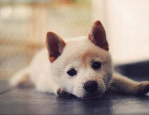 属狗的命运如何