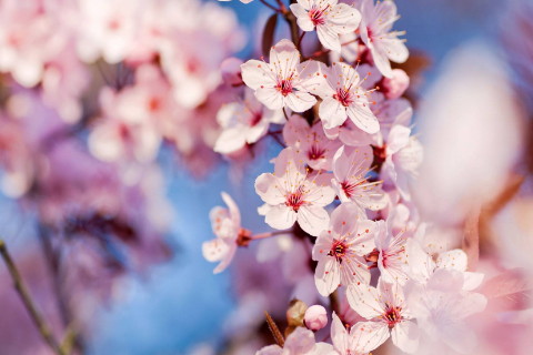 2020年招桃花的最佳方式