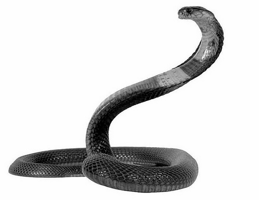 2014年马年蛇类人行分析