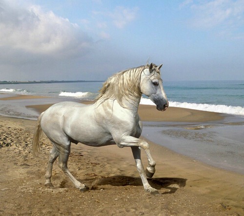 属马人出生月命运如何