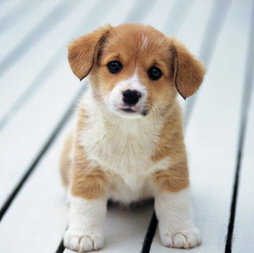 属狗人出生月命运如何