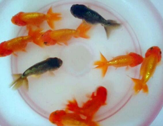 你家里有多少鱼？风水是最好的