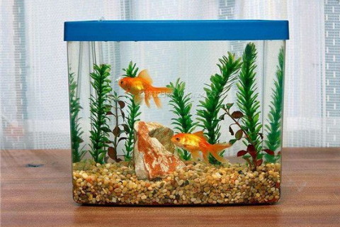 鱼缸的摆放会起到风水的作用