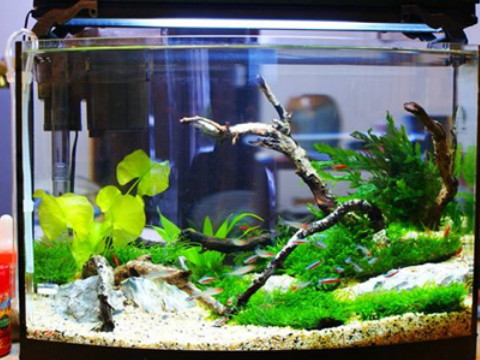 如果需要在办公室放鱼缸，应该注意哪些风水内容