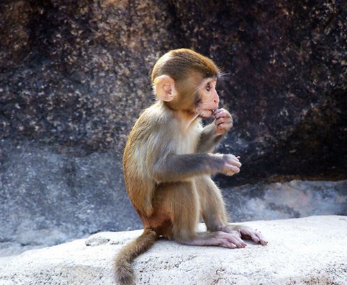 属猴出生日命运如何